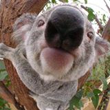 ITALIANI in australia